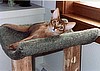 Louise & Fritz's Sir Maximillion (Maxi)